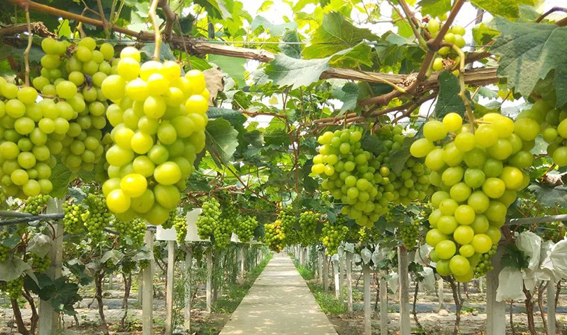 水果生鲜短视频代运营策略